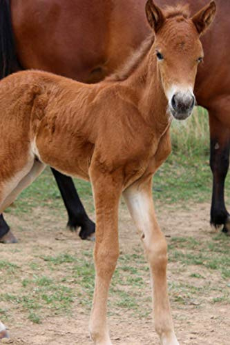 Notizbuch: Pferde Mädchen reiten Reiter Pferd Notizbuch Pferdemotiv Tiermotiv,6x9 Zoll (ca A5) liniertes Buch zum reinschreiben, 120 Seiten, ... Tagebuch Gästebuch Geschenk Geschenkidee
