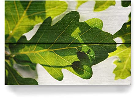 artboxONE Holzbild 30x20 cm Natur Eichenblatt mit Ameisen von Künstler lightyear21