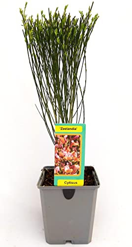 POWERS TO FLOWERS - GINESTRA ROSATA, pianta vera