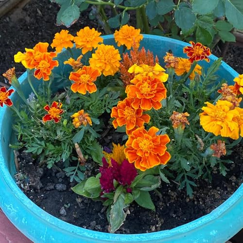 semi di calendula vecchie varietà resistenti balcone giardino copertura del terreno perenni biologici 200pcs