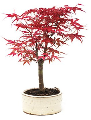 Bonsai Tree, Japanese maple, 25-30cmTall - Acer Palmatum Deshojo by Bonsai2u