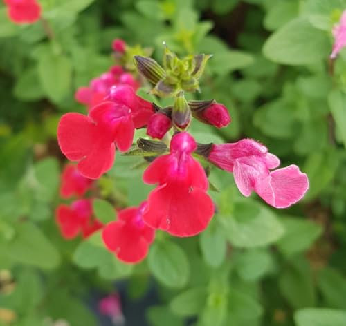 Salvia microphylla 'Grahamii Red' / Sauge de Graham/Conteneur de 3 à 4 litres/Vivace