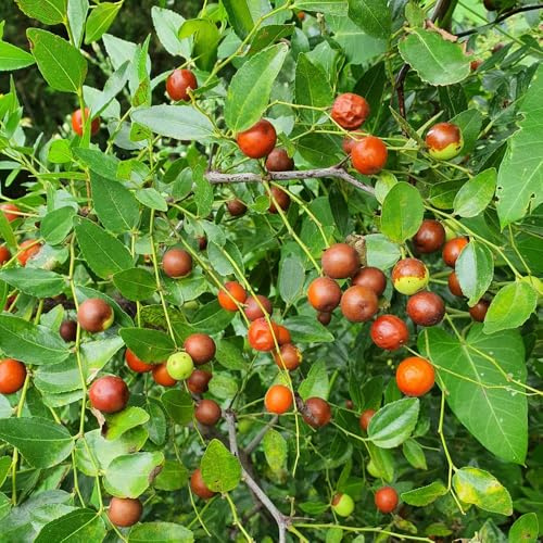 Semillas de azufaifo, jujuba, exóticas verdes azufaifo chino, Las de jardín son resistentes comprar arboles regalos sostenibles 150pcs