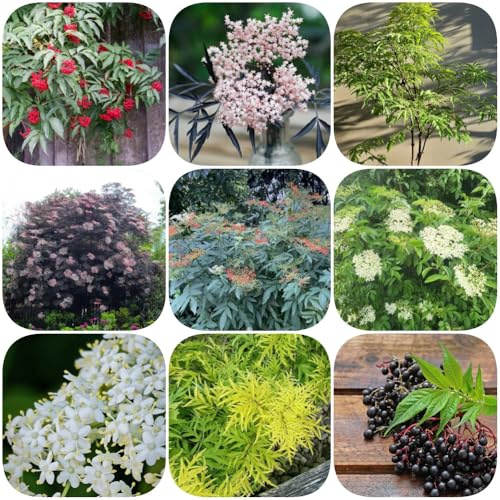Semi di sambuco, da giardino roccioso resistenti da frutto arbusti fioriti resistenti all'esterno giardino di arbusti cespugli bacche siepi 200pcs