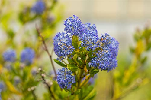 Kalifornischer Flieder Ceanothus impressus Victoria 80 cm winterhart | Blühende Zierpflanze, sonniger Standort, schnittvertraeglich, ideal als Sichtschutz und Gartengestaltung, pflegeleicht