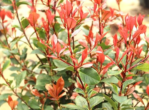 Photinia red robin solitär oder Heckenpflanze Glanzmispel 30-40 cm winterhart