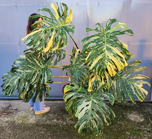 POWERS TO FLOWERS - PHYLODENDRON PERTUSUM, MONSTERA DELICIOSA VARIEGATA ESEMPLARE, THAI COSTELLATION, IN VASO 40CM DIAMETRO, pianta vera