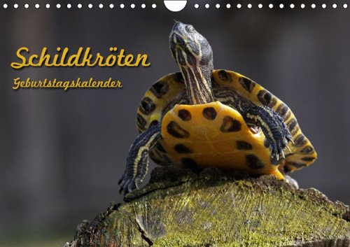 Schildkröten Geburtstagskalender (Wandkalender immerwährend DIN A4 quer): Immerwährender Kalender mit Land- und Wasserschildkröten (Monatskalender, 14 ... [Kalender] [Oct 31, 2013] Berg, Martina