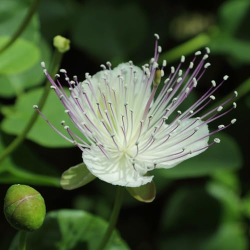 Vivai le Georgiche - Pianta vera di Capparis spinosa var. inermis Cappero comune senza spine - vaso Ø 17 cm