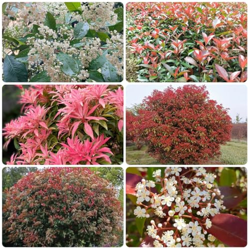 Semillas de petirrojo rojo de Photinia - cobertura - resistentes para el jardín. de níspero rojo petirrojo setos arbustos decoracion 550pcs