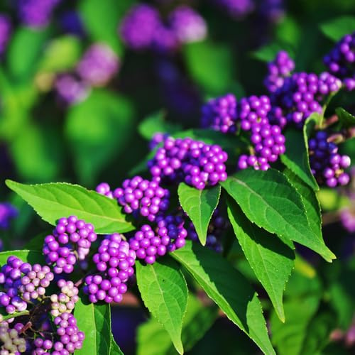 Cespuglio di perle dell'amore (Callicarpa bodinieri),in crescita Propagazione dei semi,decorazioni per giardini esterni semi biologici,100Seme