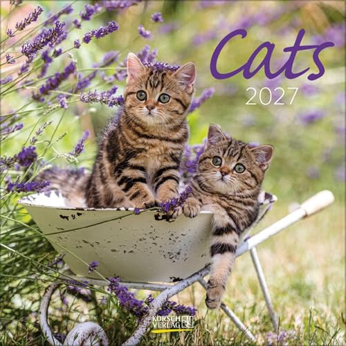 Cats 2027: Broschürenkalender mit Ferienterminen. Katzen und Kätzchen. 30 x 30 cm