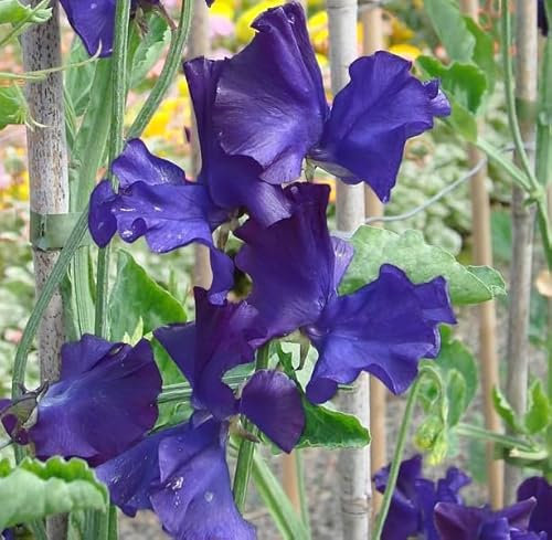 10 Graine Semence - Fleur POIS DE SENTEUR - Bleu Navy - Lathyrus Odoratus Mammoth - 206