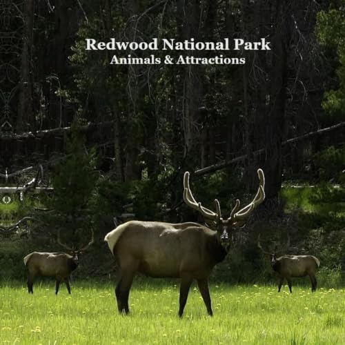 Redwood National Park Animals and Attractions Kids Book: Great Way for Children to See Redwood National and State Parks