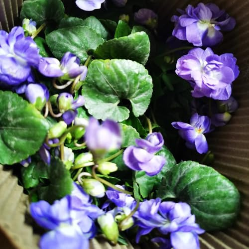 Duftveilchen Winterhart, blumenwiese balkon bodendecker für sonnige plätze gartendeko für draußen wohnzimmer deko exotische 100Samen