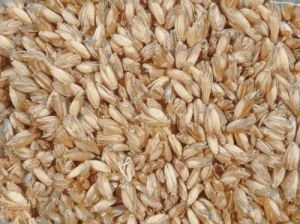 Kiloware Spelt-Pelzen, Spelt, Spelt-Chaff - nature, 15 KG
