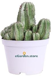 Pianta di Euphorbia Anoplia pianta grassa Cactus di Euphorbia pianta da esterno pianta da interno pianta ornamentale Cactus fiore bordeaux pianta vera venduta da eGarden.store
