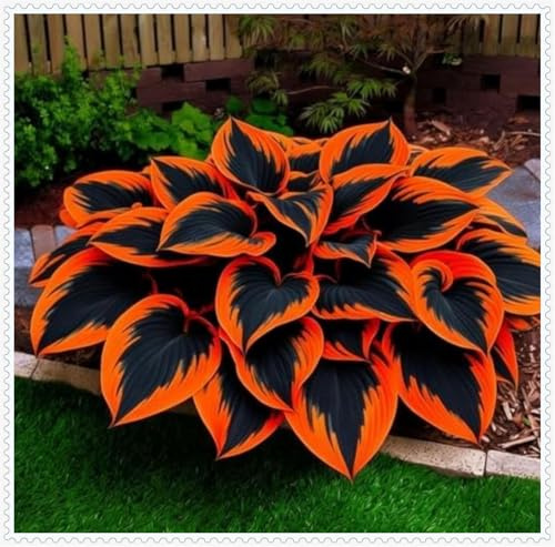 Resistenti al freddo e alla siccità-Bulbi di Hosta-Hosta Bulbi-Rare-4 Bulbi-J