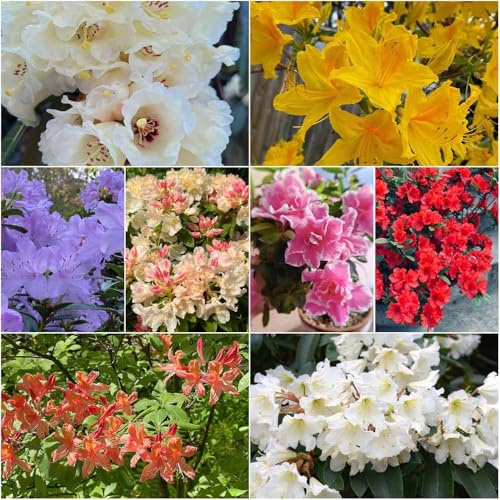 semi di rododendro decorativi giardino resistenti semi per balcone resistenti per giardino, 80pcs