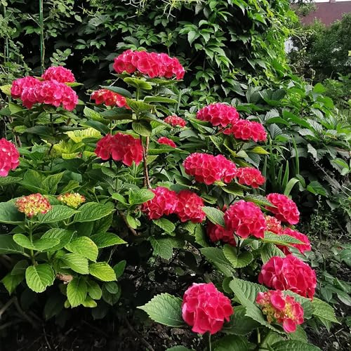 Green boutiQ - Plante de jardin - Hydrangea macrophylla Rouge - Hortensia - Résistante - Rouge - 3 Plantes - Pot 12cm - Hauteur 20-30cm
