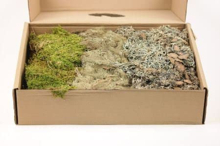 NaDeco Deko-Moos-Mix bestehend aus Lappenmoos, Mooshaar und Moosflechte, Menge ca. ± 650g | Plattenmoos | Lappenmoos | Deko- Moos | Bastel-Moos | Natur-Moos | Getrocknetes Moos