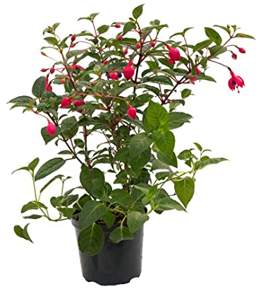 Fuchsia Natural la Planta Ornamental Perfecta para Dar Vida a tu Hogar o Jardín