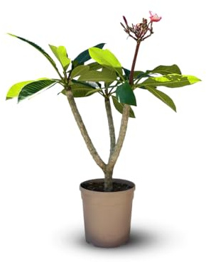 Attitude Jardin - Plumeria rubra frangipanier - plante fleurie - 60-70 cm - ⌀ 18 cm - plante d'intérieur & extérieur - fleur rose