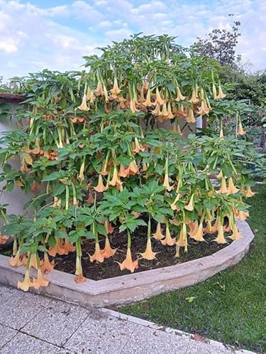 BRUGMANSIA ARBOREA YELLOW -SEMI-