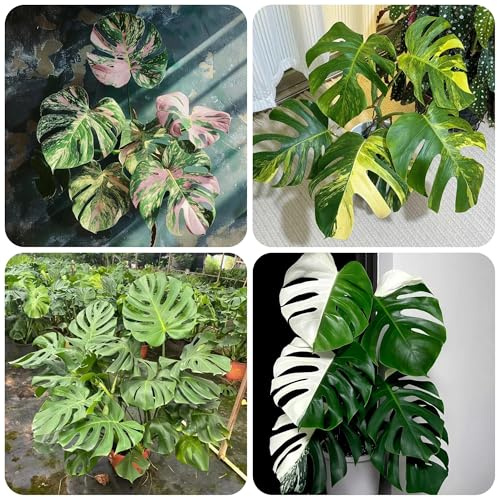 semillas de monstera - decoración interior raras del jardín decorar 50pcs