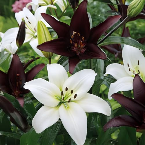 Bulbi di LILIUM (GIGLI) | Bulbi provenienti dai migliori produttori Olandesi | Esclusiva selezione e controllo qualità | Fioritura garantita. (4 Lilium Asiatic WHITE & BLACK)