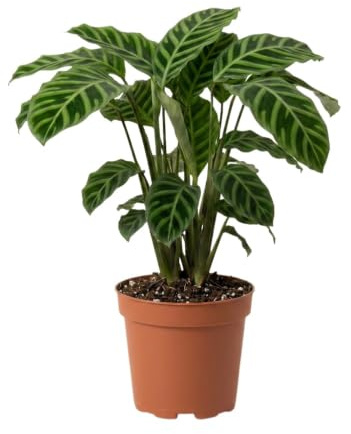 Korbmarante | Calathea | ca. 40-50 cm | ø 12-15 cm Topf | Pflegeleichte Zimmerpflanzen für Wohnung und Büro | Qualität vom Pflanzen Profi | Ideale Raumbegrünung