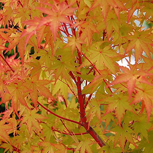 Carbeth Plants Acer Coral Bark in 10cm Pot - Palmatum Sangokaku Japanese Maple Tree - Hardy Ornamental Plant with Coral Red Winter Stems