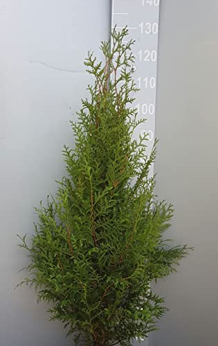 30 Thuja Brabant 80-120cm XXL ohne Topf gemessen | Immergrüne Heckenpflanze schnellwachsend | Sichtschutz Lebensbaum winterhart | sofort pflanzbar