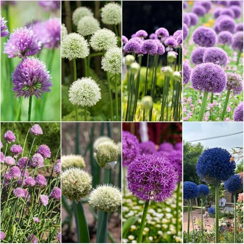 bulbi allium giganteum - bulbi ornamentali decorativi resistenti all'aperto giardino interno resistenti giardino interno esotici 6pcs