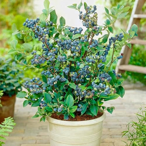 Topf-Heidelbeere Blaubeeren Pflanze Eliot 1 Pflanze, Vaccinium corymbosum reichtragend Heidelbeere für Töpfe & Kübel | Heidelbeere für Balkon, Terrasse oder Garten, Winterhart