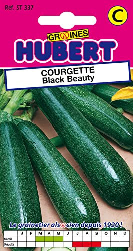 Graines de Courgette Black Beauty - 4 grammes