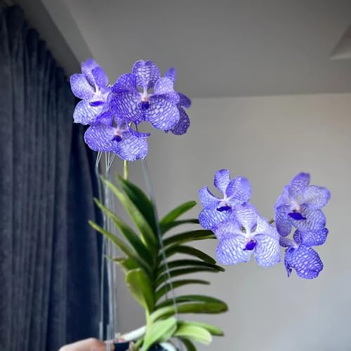 semi di orchidea vanda - balcone giardino aiuole rialzate 400pcs
