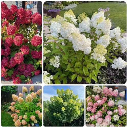 semi di ortensia a pannocchia - ortensie a pannocchia - giardino rocciose resistenti, balcone to perenne, decorazione autunnale da balcone 30pcs