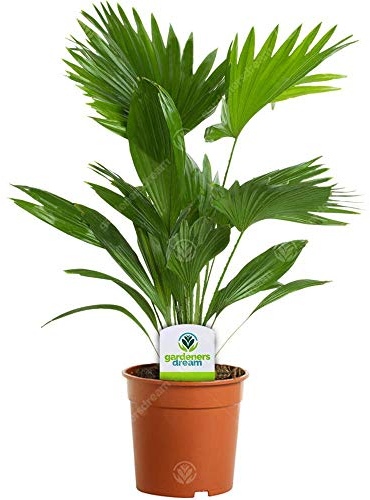 1 X LIVISTONA ROTUNDIFOLIA TISCH PALME GESUNDE INNEN HAUSPFLANZE GETOPFT