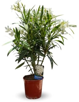 Attitude Jardin - alloro rosa - nerium oleander - 50-60 cm - ⌀ 22 cm - pianta da esterno - fiore bianco