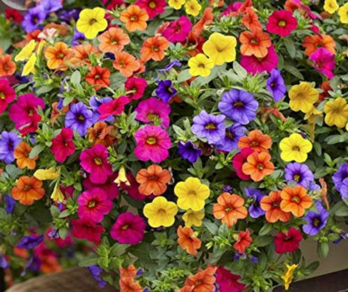 ULTREY Seed - 200 Pcs Hanging Petunia Flower Seeds Mixed Colors Flower Perennial Bonsai Petunia Seeds Perennial Hardy Shine Your Garden