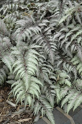 Athyrium niponicum Pewter Lace| Hardy Fern | Plug Plant