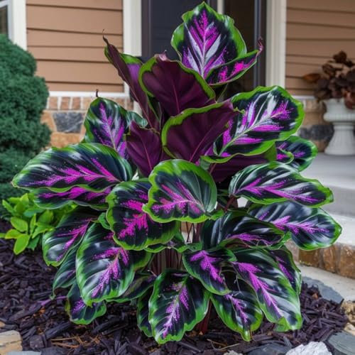 Gorgeous Hostas Bulbs Mix for Planting UK Now Strong Plants That Grow Well Perennial Golden Jade Carving Feels Beautiful Good for Containers Garden Planting Hardy -8Bulbs-greenC