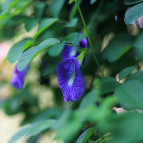 semi di pisello farfalla - perenne resistente tappezzante Clitoria ternatea all'esterno, giardino resistenti di recisi, 70pcs