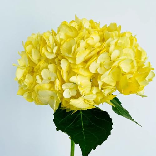semi di ortensia resistenti - vecchie varietà perenni giardino decorative 55pcs