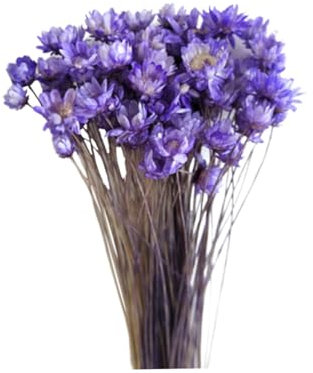VINTORKY Konservierte Gänseblümchen Trockenblumen Selbstgemacht Bastelset Natürlich Langlebig für Wohn und Bürodekoration 30 Stück Violett