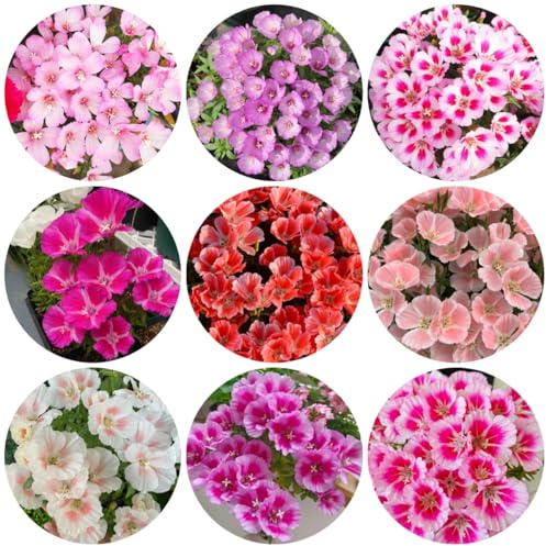 semi di azalea estiva ornamentali decorazione azalea estiva decorativi resistenti al balcone da balcone perenni resistenti recisi decorazione da giardino 200pcs