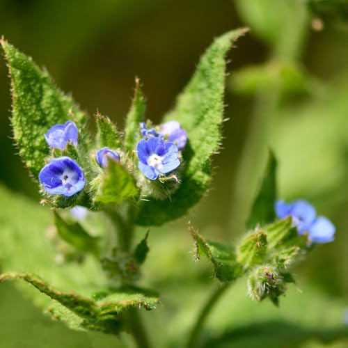 kaukasus vergissmeinnicht pflanzensamen zimmerpflanzen blumensamen kräutersamen blumendeko wildblumen balkonblumen gartenpflanzen schnittblumen blumensaat garten hochbeet sommerblumen 20samen