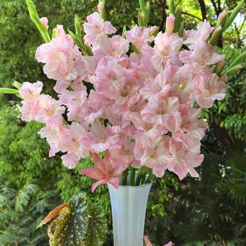 gladioli giardino interno balcone ornamentali decorazione tetti verdi 5bulbi