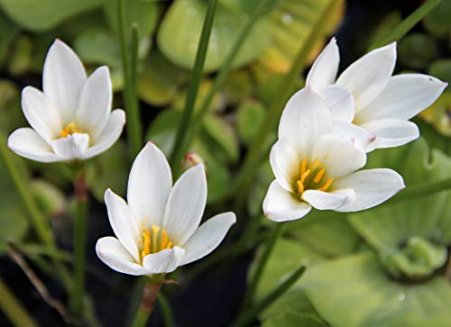 WASSERPFLANZEN WOLFF - Zephyranthes candida, weiß - Sumpfkrokus - Windblume - Wasserlilie - Zephirblume - QUALITÄTSSTAUDE im 9x9 cm Topf